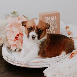 Pembroke Welsh Corgi Puppies from Red River Corgis