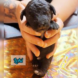 Bedlington Terrier Puppies from Dreamy Muse Bedlingtons