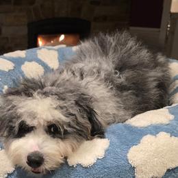 Muppet - Bernedoodle