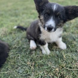 Lenny - Black and white male Cardigan Welsh Corgi puppy in Tulare, California from Wild K Ranch