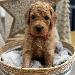 Peppermint Patty (Violet) - Red  female Goldendoodle puppy in Bay City, Texas from Charming Doods