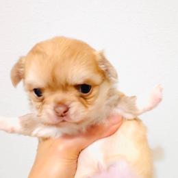 Mini Doll. Price 9980 - Chocolate and tan female Chihuahua puppy in Santa Rosa Beach, Florida from Eva's Chihuahua