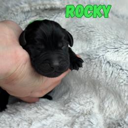 Rocky - Black male Labrador Retriever puppy in Tomahawk, Wisconsin from Mahner Labs
