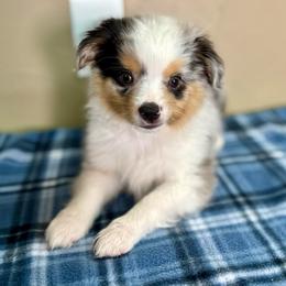 Frosty - Blue merle male Toy Australian Shepherd puppy in Tonasket, Washington from V5 Aussies