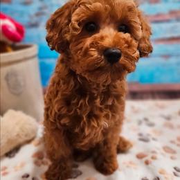 Jewel - Poodle