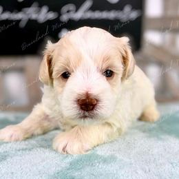 Ghost - Parti male Miniature Schnauzer puppy in Hockley, Texas from Dixieland Miniature Schnauzers