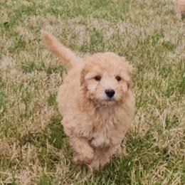 Fro - Cream male Goldendoodle puppy in Flat Rock, North Carolina from Sukisdoodles