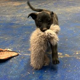 Raven - Black brindle female Dutch Shepherd puppy in Sierra Vista, Arizona from KnightWatch K-9