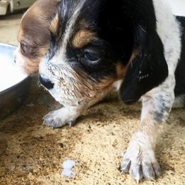 Beagle, Jack Russell Terrier, and Russell Terrier Puppies from Mountain Top