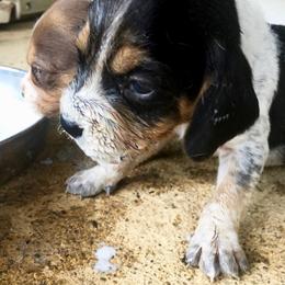 Beagle, Jack Russell Terrier, and Russell Terrier Puppies from Mountain Top