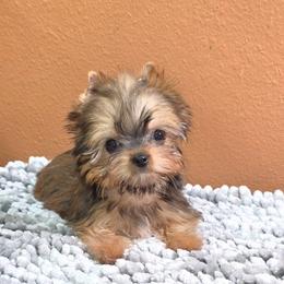 Yorkshire Terrier puppies from Perfect Puppies