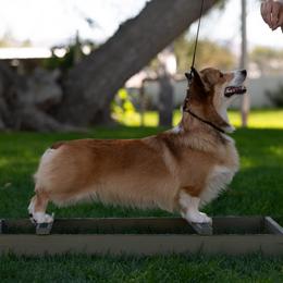 Fancy - Pembroke Welsh Corgi