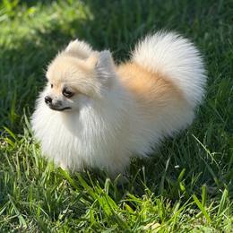 Midnight - Pomeranian