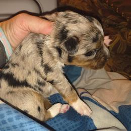 Pebbles Blue Merle girl - Blue merle female Toy Australian Shepherd puppy in Madisonville, Tennessee from LaRose Farms Kennels