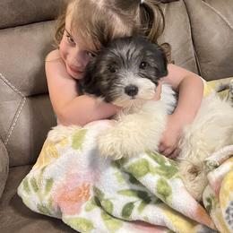 Jackie - Black and white male Havanese puppy in Anderson, South Carolina from Moe's Goldens and HavAntics