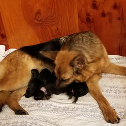 Jazzi - German Shepherd