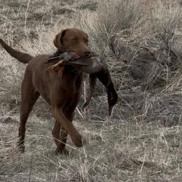 Chesapeake Bay Retriever puppies from Bellus Chesapeakes