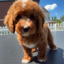 Dumbledore - Red  male Poodle puppy in Henefer, Utah from Mountain Valley Poodles