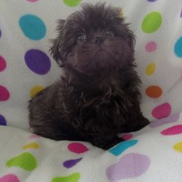 Nico - Blue male Shih Tzu puppy in Sulpher Springs, Texas from Pams Precious Shih Tzus