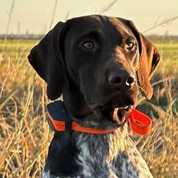 Stout - German Shorthaired Pointer