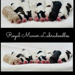 Boy 4 - Tri-color male Australian Labradoodle puppy in Florence, New Jersey from Royal Manor Labradoodles