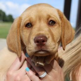 Labrador Retriever Puppies from Retrieving Freedom