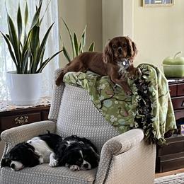 Cavalier King Charles Spaniels from Foster Cavaliers