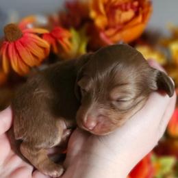True - Chocolate and tan female Dachshund puppy in Loganville, Georgia from Royal Dackel Haus