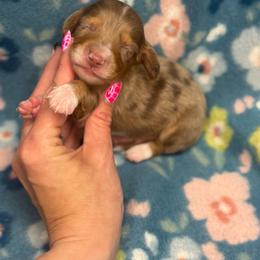 Grumpy AKC - Dapple male Dachshund puppy in Oklahoma City, Oklahoma from Barrett’s Doxie Farm
