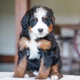 Hazel - Tri-color female Bernedoodle puppy in Dundee, Ohio from Down Home Doodle