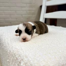Scooter - Red male Pembroke Welsh Corgi puppy in Payson, Utah from Spring Creek Aussies + Corgis