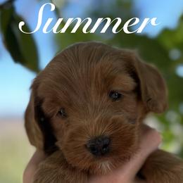 Sycamore Canyon's Summer - Caramel red female Australian Labradoodle puppy in Riverside, California from Sycamore Canyon Labradoodle