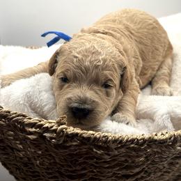 Greg Brady - Apricot male Goldendoodle puppy in O'fallon, Missouri from Rockin R Doodles