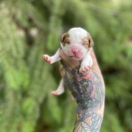 Ace - Red  male Goldendoodle puppy in Roseburg, Oregon from Dbos Furry Friends