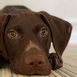German Shorthaired Pointers from Proper Pointers