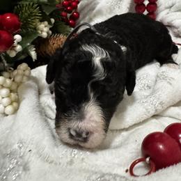 Tom Petty - Tri-color male Bernedoodle puppy in Gilbert, Arizona from The Berne Barn... it’s a Doodle thing!