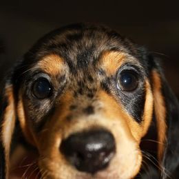 Dachshund Puppies from White River Valley Kennel