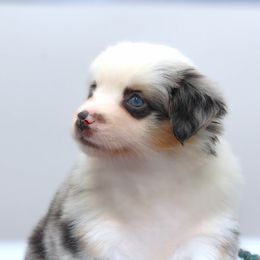 Blue Merle Female - Blue merle female Miniature American Shepherd puppy in Waddell, Arizona from Brassy Acres Miniature American Shepherds