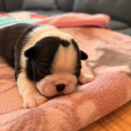 Patience - Black brindle and white female Boston Terrier puppy in Leonard, Kentucky from Bluegrass Boston Terriers