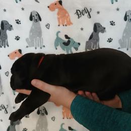 Red collar - Black male Cane Corso puppy in Los Lunas, New Mexico from Top Gun Kennels NM