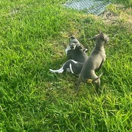 Italian Greyhound Puppies from Fisher Link