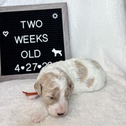 Bubbles - Yellow and white male Bernedoodle puppy in Sparrows Point, Maryland from Rosie’s Puppies