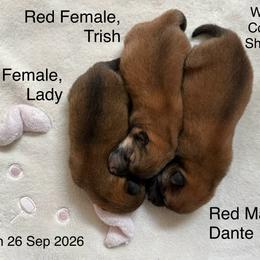 Shiba Inu puppies from West Coast Shibas