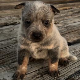 Boy 3 - Blue speckled male Australian Cattle Dog puppy in Valley Mills, Texas from Bottoms Up Cattle Dogs