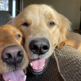 Golden Retrievers from Nini’s Goldens