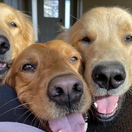 Golden Retrievers from Nini’s Goldens