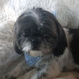Sassy - Shih Tzu
