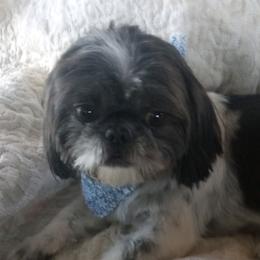 Sassy - Shih Tzu