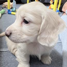Paris-AKC Limited - Cream female Dachshund puppy in Caulfield, Missouri from Hocomo Hollow Doxies