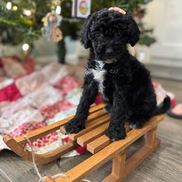 Waverly - Black female Goldendoodle puppy in Camden, North Carolina from Oopsie Doodles of NC